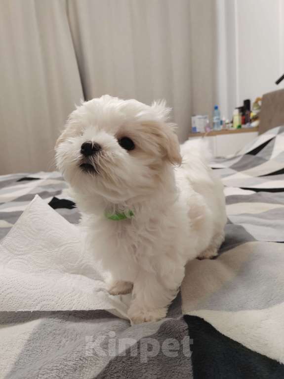 Собаки в Краснодаре: Мальтийская балонка мальчик Мальчик, 45 000 руб. - фото 2