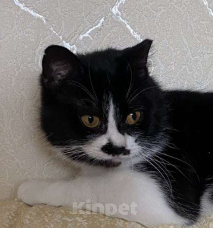 Кошки в Москве: Кошечка Мими в добрые руки Девочка, Бесплатно - фото 3