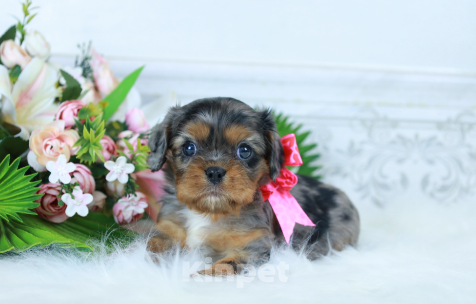Собаки в Москве: ✨❤️Доступна для бронирования малышка кавалер кинг чарльз спаниеля — уникальный мраморный окрас!✨❤️ Девочка, Бесплатно - фото 4