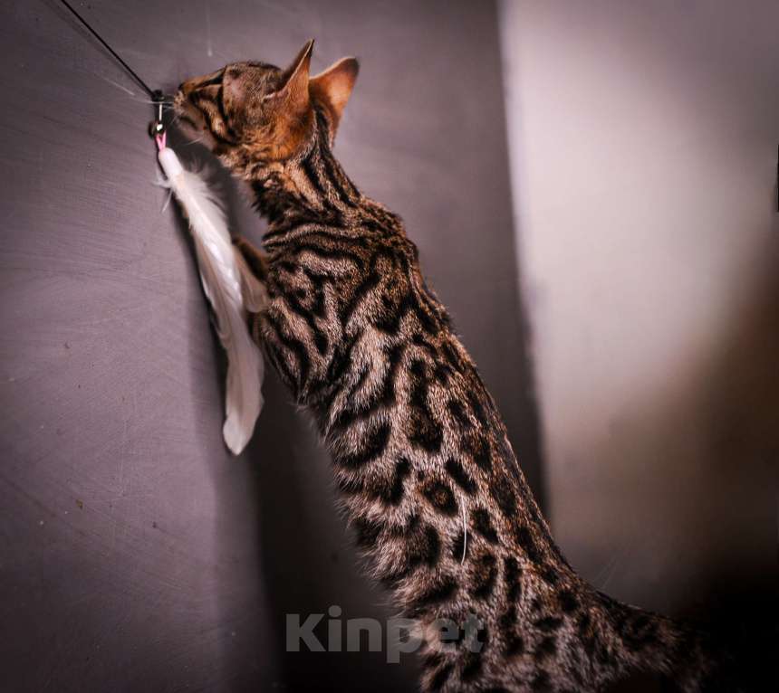 Кошки в Москве: Бенгальский котенок  Мальчик, 35 000 руб. - фото 7