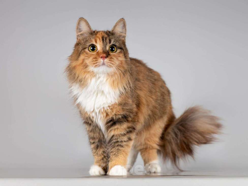 Кошки в Москве: Нежная ласковая кошечка Фиона Девочка, Бесплатно - фото 4