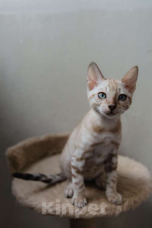 Кошки в Санкт-Петербурге: Мальчик (снежный минк) Мальчик, 45 000 руб. - фото 3