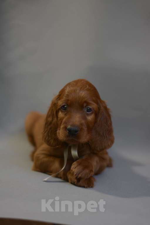 Собаки в Симферополе:  Ирландский красный сеттер Мальчик, Бесплатно - фото 3