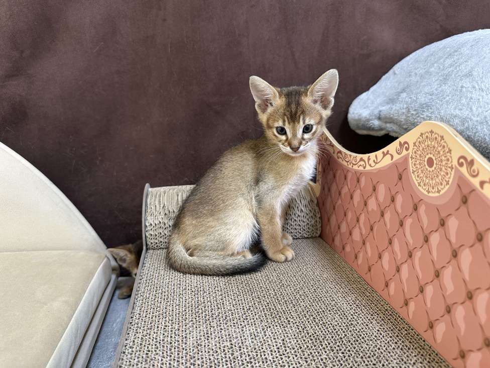 Кошки в Москве: абиссинский котик дикого окраса под резерв  Мальчик, 90 000 руб. - фото 4
