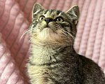 Кошки в Санкт-Петербурге: Котенок мальчик 2 месяца в добрые руки Мальчик, Бесплатно - фото 2