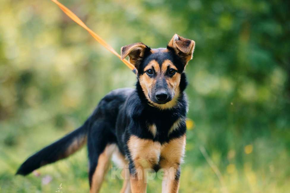 Собаки в Москве: Ника Девочка, Бесплатно - фото 5