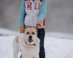 Собаки в Видном: Алабай Джек, 6 лет Мальчик, Бесплатно - фото 3
