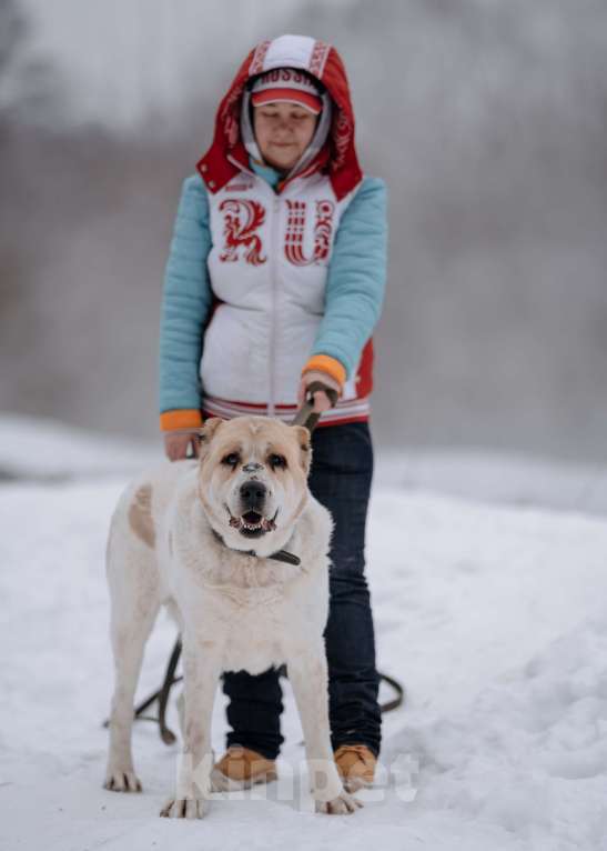 Собаки в Видном: Алабай Джек, 6 лет Мальчик, Бесплатно - фото 3