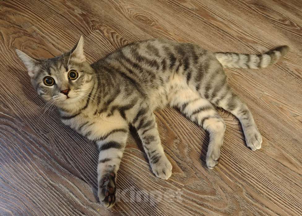 Кошки в Иваново: Отдам в добрые руки Мальчик, Бесплатно - фото 3