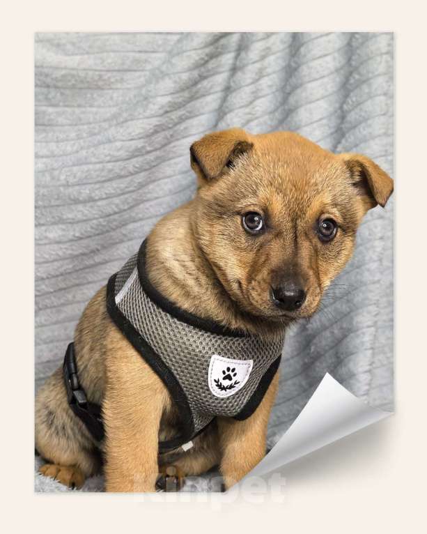 Собаки в Воронеже: Щенки Девочка, Бесплатно - фото 2