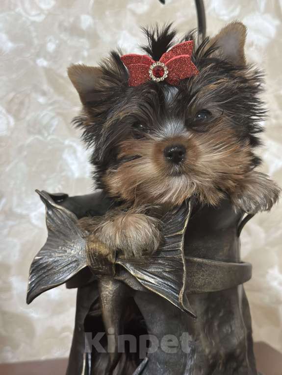 Собаки в Самаре: Мини девочка йорк Девочка, 50 000 руб. - фото 2