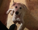 Собаки в Москве:  Найден дружелюбный щенок! Ищет дом Мальчик, Бесплатно - фото 2