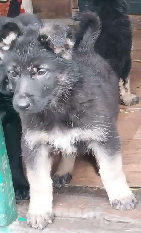 Собаки в Омске: Немецкая овчарка щенки Разнополые, 10 000 руб. - фото 6