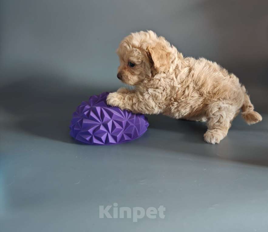 Собаки в Краснодаре: Мальтипушка Ф1 девочка Девочка, Бесплатно - фото 5