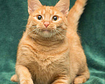 Кошки в Москве: Самая настоящая рыжая кошечка с «рыжим характером» ищет дом! Девочка, Бесплатно - фото 1