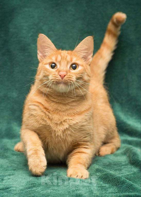 Кошки в Москве: Самая настоящая рыжая кошечка с «рыжим характером» ищет дом! Девочка, Бесплатно - фото 1