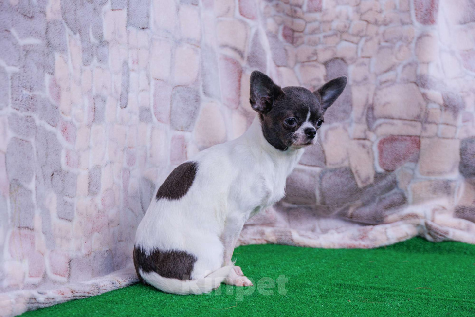 Собаки в Москве: Девочка в горошек Девочка, 35 000 руб. - фото 4