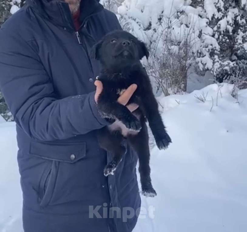 Собаки в Красногорске: Щенок Шанель 1,5 месяца ищет дом  Девочка, Бесплатно - фото 2