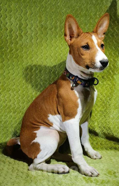 Собаки в Электроуглях: Продажа щенков басенджи Девочка, 40 000 руб. - фото 1