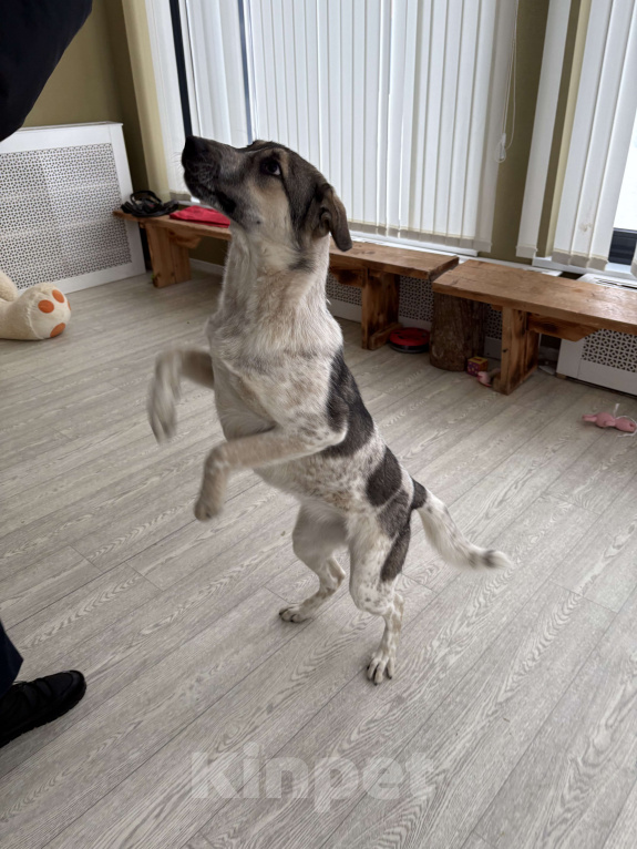 Собаки в Москве: Красавица Хильда в поисках семьи  Девочка, Бесплатно - фото 4