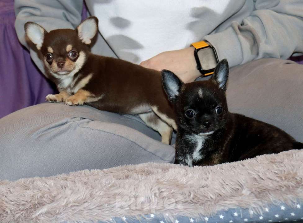 Собаки в Москве: Тигровая чихуахуа Девочка, 55 000 руб. - фото 2