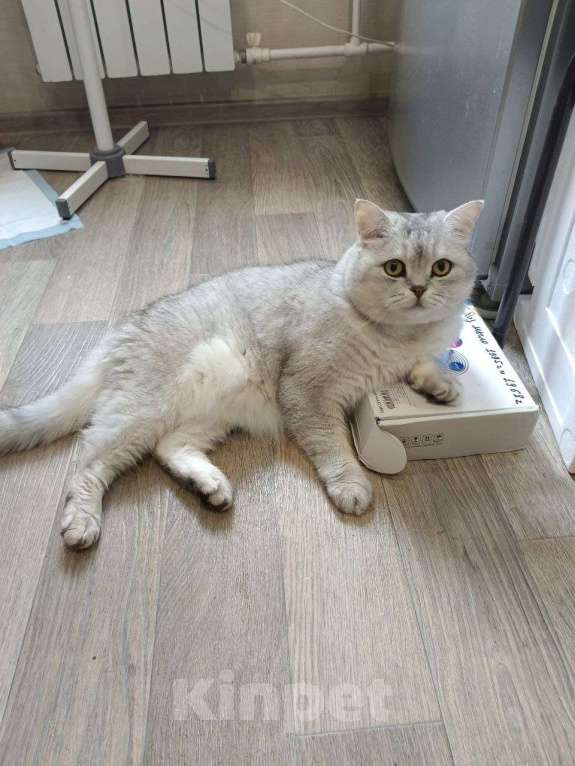 Кошки в Казани: Британский короткошерстный кот Мальчик, 5 000 руб. - фото 10