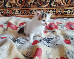 Кошки в других городах Тульской области: Продаю котят Девочка, Бесплатно - фото 2