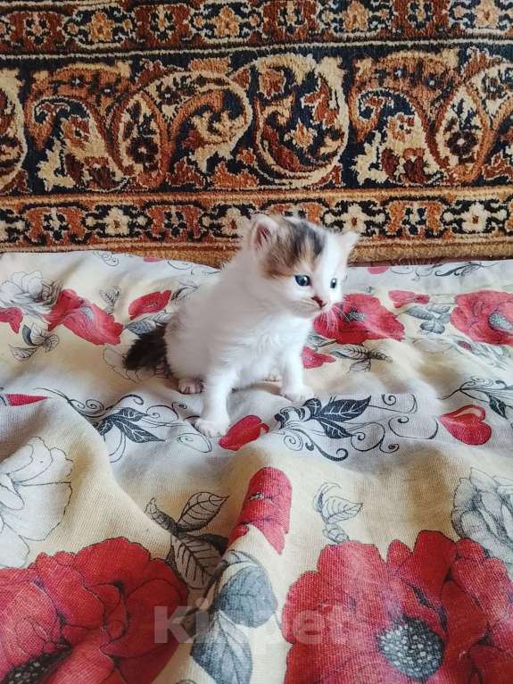 Кошки в других городах Тульской области: Продаю котят Девочка, Бесплатно - фото 2