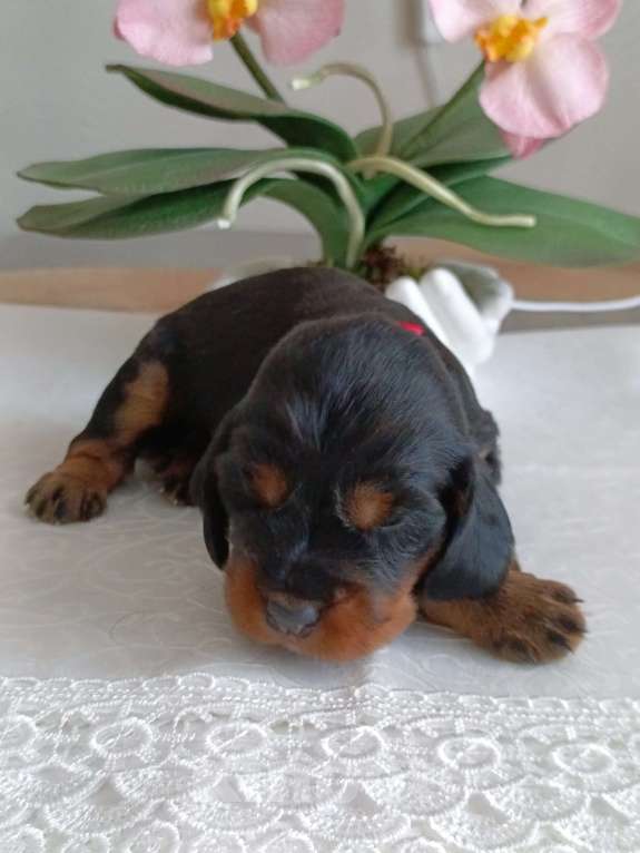 Собаки в Москве: Русский охотничий спаниель девочка Девочка, 50 000 руб. - фото 5