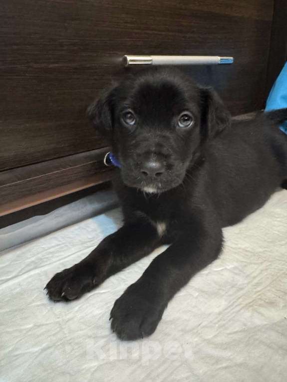 Собаки в Москве: Бруно - покоритель сердец Мальчик, Бесплатно - фото 1