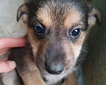 Собаки в Подольске: Щенки  Мальчик, Бесплатно - фото 4