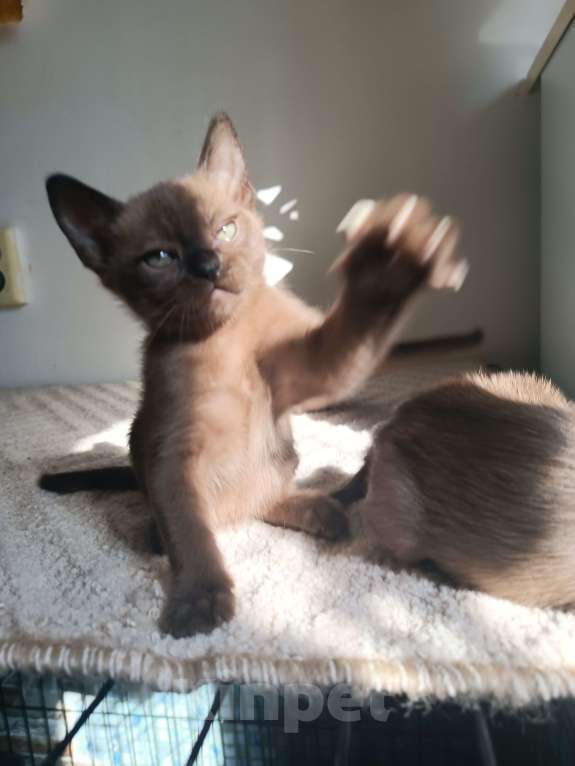 Кошки в Ростове-на-Дону: Котенок европейской Бурмы  Мальчик, 70 000 руб. - фото 4