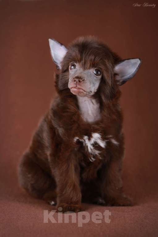 Собаки в Одинцово: Шоколадная девочка кхс, мини Девочка, 70 000 руб. - фото 1
