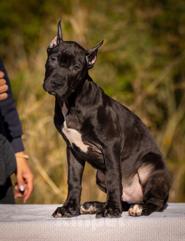 Собаки в Санкт-Петербурге: Щенки - Прайтер Мальчик, 75 000 руб. - фото 5