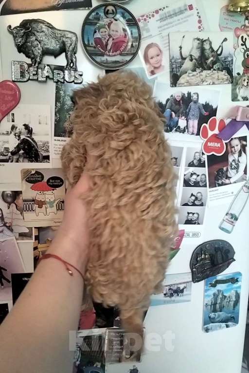 Собаки в Санкт-Петербурге: Мини мальчик Мальтипу Мальчик, 90 000 руб. - фото 2