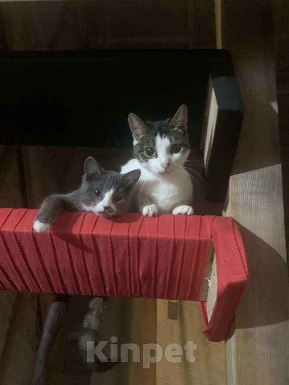 Кошки в других городах Ленинградской области: Дымка Девочка, Бесплатно - фото 4