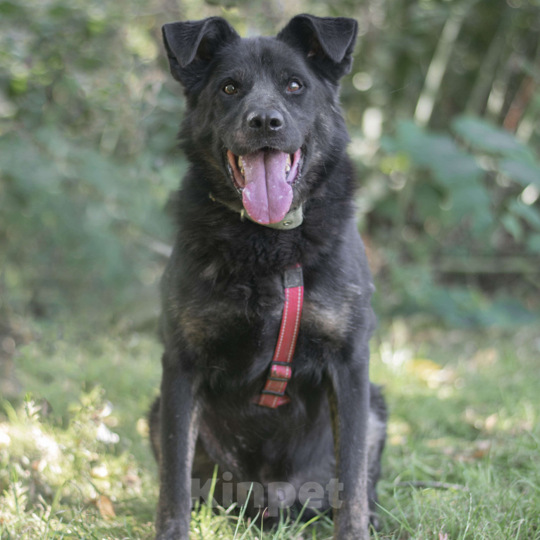 Собаки в Москве: Рокко Мальчик, Бесплатно - фото 4