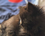 Кошки в Москве: Котята Мейн Кун Мальчик, 25 000 руб. - фото 2