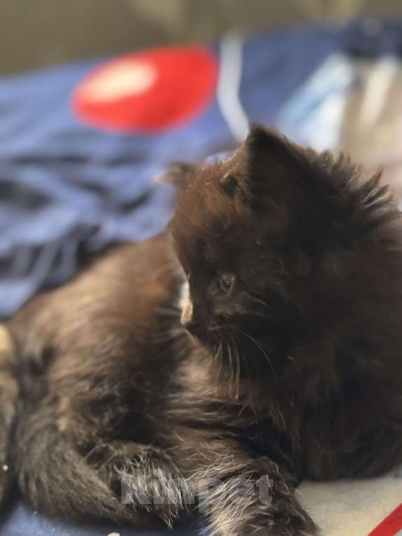 Кошки в Москве: Котята Мейн Кун Мальчик, 25 000 руб. - фото 2