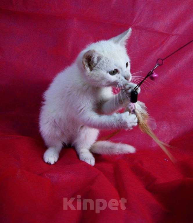 Кошки в Москве: Котенок Злата ищет дом Девочка, Бесплатно - фото 10