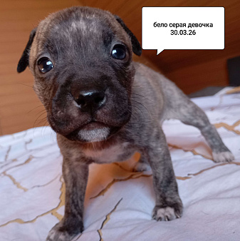 ААмериканский питбультерьер .Девочка