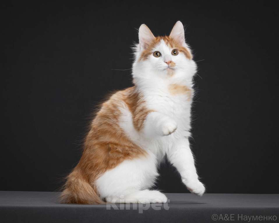 Кошки в Егорьевске: Курильский бобтейл Мальчик, 50 000 руб. - фото 2