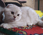 Кошки в Москве: Продаются котята , 12 000 руб. - фото 2