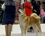 Собаки в Перми: Вязка. Мальчик, 25 000 руб. - фото 3