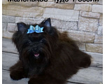 Собаки в Москве: Чёрный йорк мальчик бэби фейс Мальчик, 80 000 руб. - фото 3