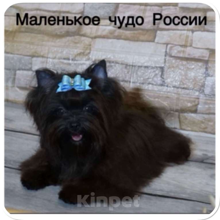 Собаки в Москве: Чёрный йорк мальчик бэби фейс Мальчик, 80 000 руб. - фото 3