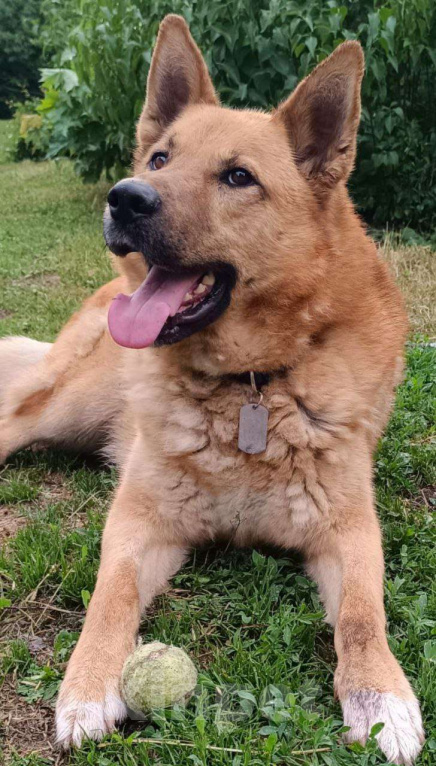 Собаки в Москве: Арчибальд ищет семью, 3 года, Привит, Кастрирован  Мальчик, Бесплатно - фото 6