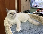 Кошки в Москве: Мальчишка 3 месяца Мальчик, 35 000 руб. - фото 7