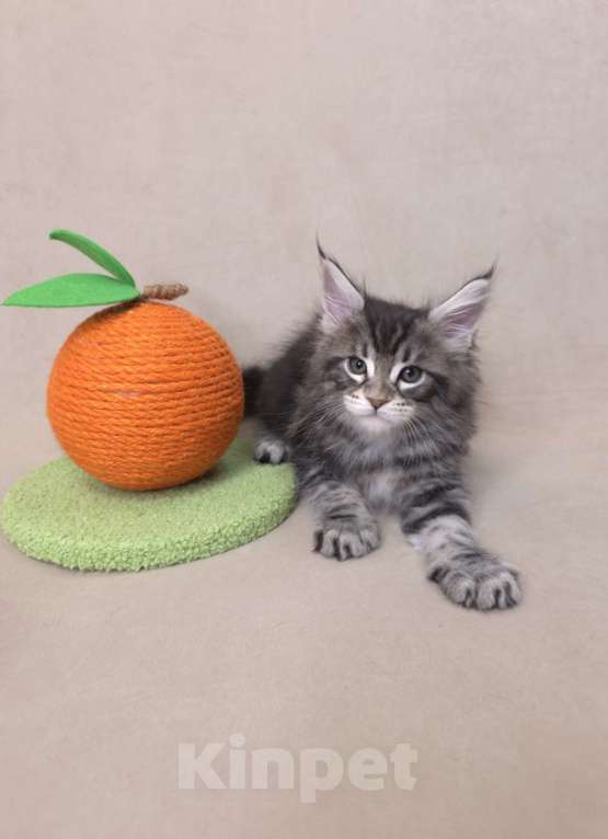 Кошки в Москве: Мальчик помет С Мальчик, 65 000 руб. - фото 3