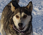Собаки в Красногорске: Мама Кира Девочка, Бесплатно - фото 1
